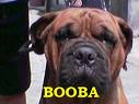 pudbul